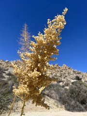 Nolina bigelovii