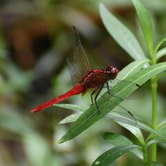 Rhodothemis rufa