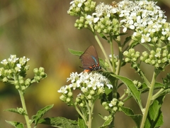 Atlides halesus