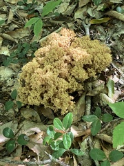 Ramaria rasilispora
