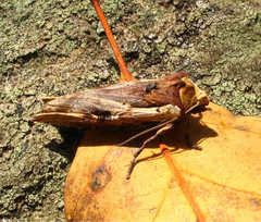 Xylena curvimacula