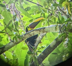 Ramphastos ambiguus