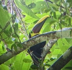 Ramphastos ambiguus