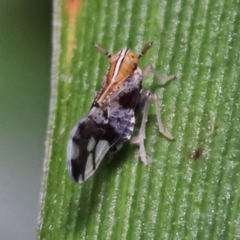 Liburniella ornata