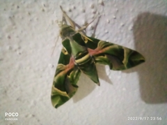 Daphnis nerii
