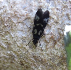 Chimarra texana