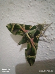 Daphnis nerii