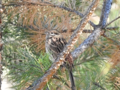 Emberiza leucocephalos
