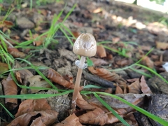 Protostropharia semiglobata