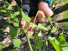 Brickellia grandiflora