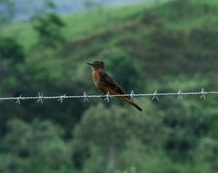 Hirundinea ferruginea