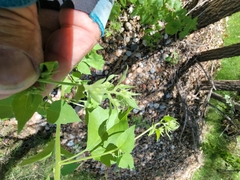 Brickellia grandiflora