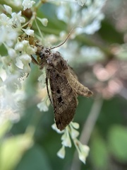 Xestia normanianus