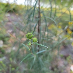 Helianthus angustifolius