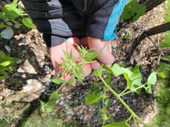 Brickellia grandiflora