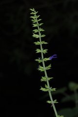 Salvia mexicana