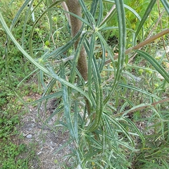 Helianthus angustifolius