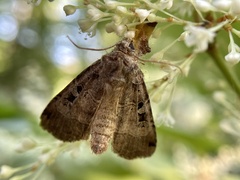 Xestia normanianus