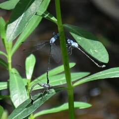 Lestes praemorsus