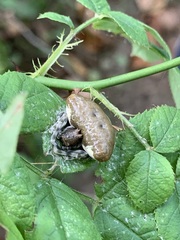 Mastophora phrynosoma