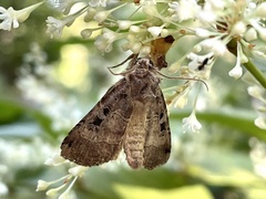 Xestia normanianus