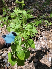 Brickellia grandiflora