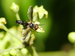 Cylindromyia rubida
