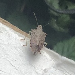 Podisus maculiventris