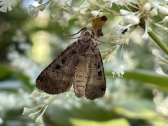 Xestia normanianus