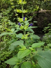 Salvia mexicana
