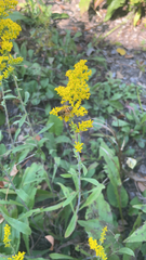 Solidago nemoralis