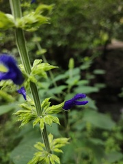 Salvia mexicana