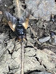 Mesembrina meridiana