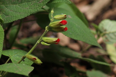 Salvia gesneriiflora