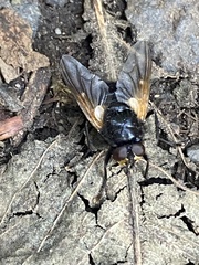 Mesembrina meridiana