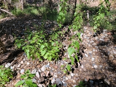 Brickellia grandiflora