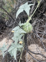 Cucurbita palmata