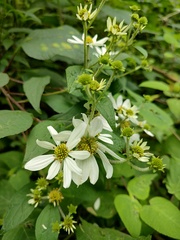 Montanoa frutescens