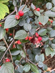 Cotoneaster simonsii