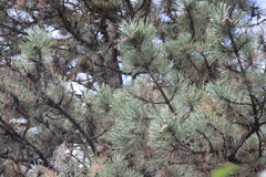 Pinus nigra pallasiana