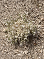 Dasyochloa