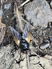 Mesembrina meridiana