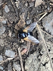 Mesembrina meridiana