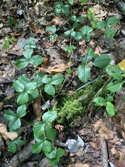 Rubus flagellaris