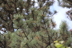 Pinus nigra pallasiana