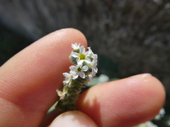 Heliotropium europaeum