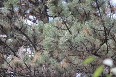 Pinus nigra pallasiana