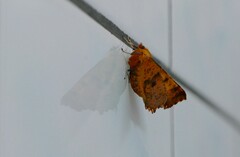 Ennomos autumnaria