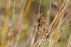 Juncus acutus