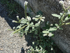 Heliotropium europaeum